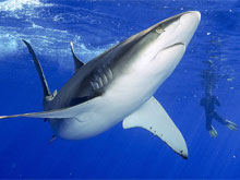 Фото новости